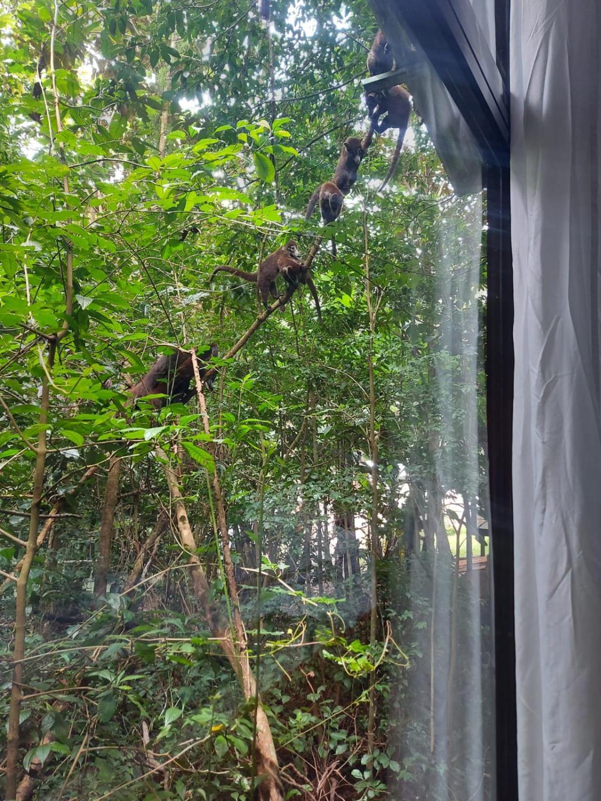Jungle Living Tree Houses Monteverde Екстер'єр фото