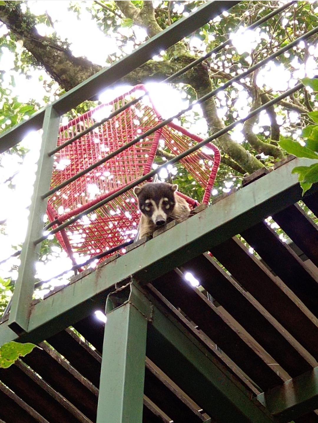 Jungle Living Tree Houses Monteverde Екстер'єр фото